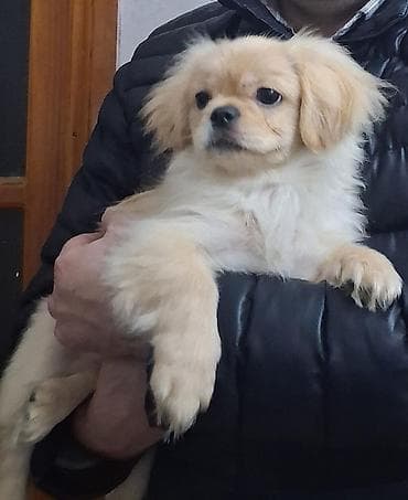 dele heyvan: Pekines — 1