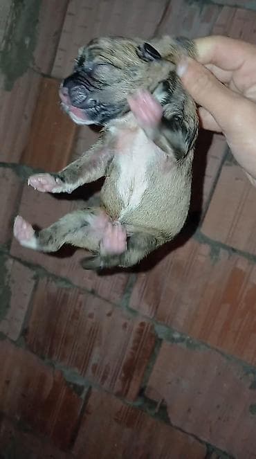 tap.az heyvanlar itler: Pitbul balaridi tekine 50 manat deyirki 3 erkey 2 dişi — 3