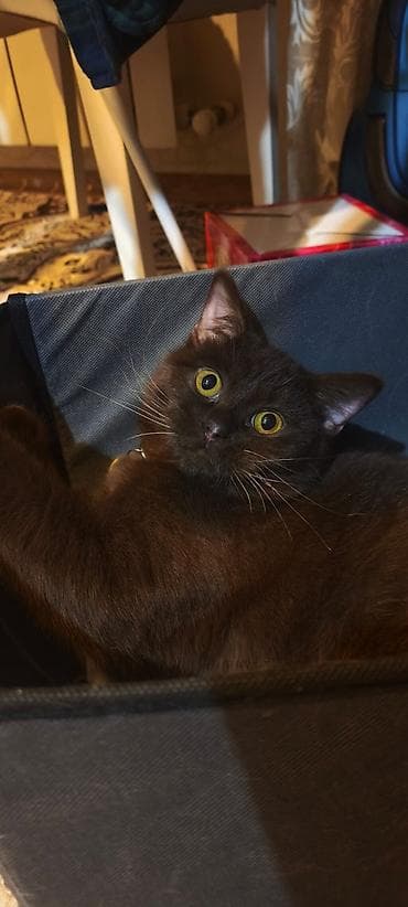 British Short Hair Brown Cinsidir. Şokolad rəngli, qısa tüklü ev — 7