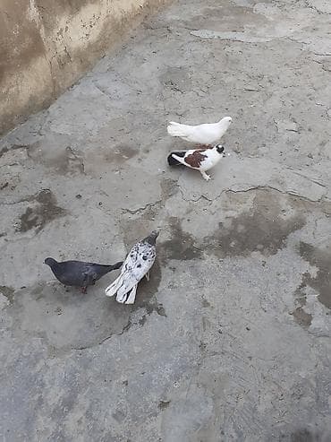 cex quşlar: 4 dene goyercin biri 3 azn — 5
