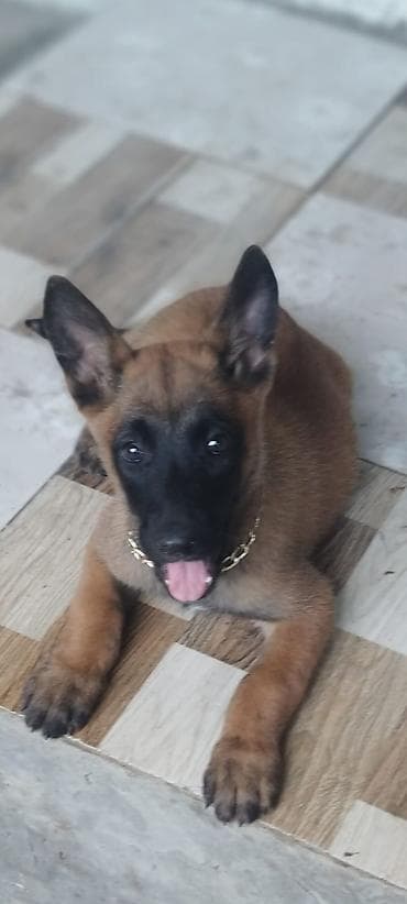 it xaski: Belçika çoban iti, 2 ay, Peyvəndli — 1