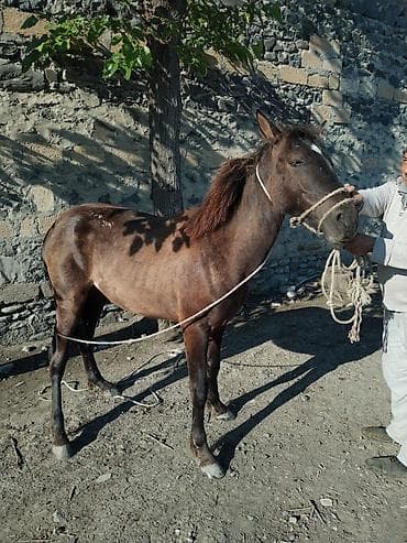 cins ineklerin satisi 2019: Öz atımızın balasıdır Anasının yanında ayrılmayıb Otlaq sahələrə — 1