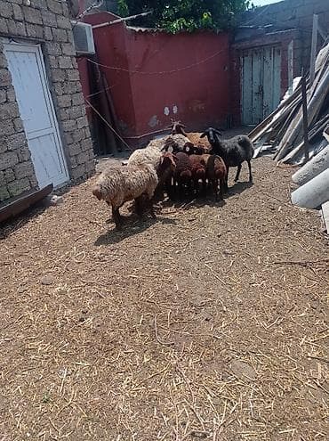 qoyun derisi: Dişi, Qala, il: 1, 50 kq, Damazlıq, Ünvandan götürmə — 8