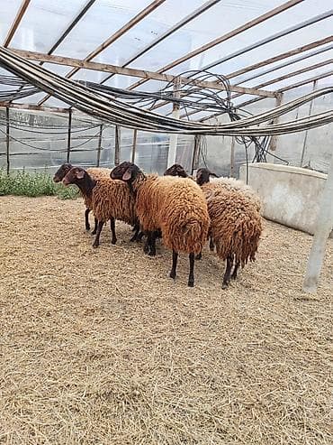 qala qoyunlar: Dişi, Qala, il: 1, 50 kq, Damazlıq, Ünvandan götürmə — 2