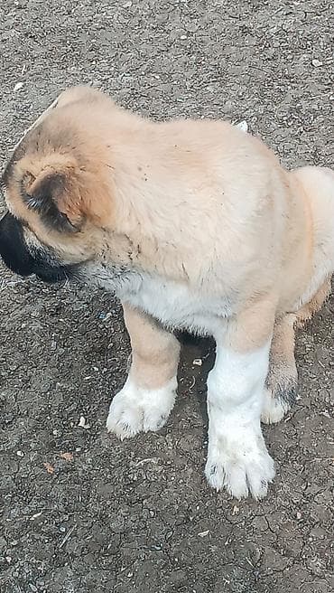 keçi qoyun: 1 ay — 7