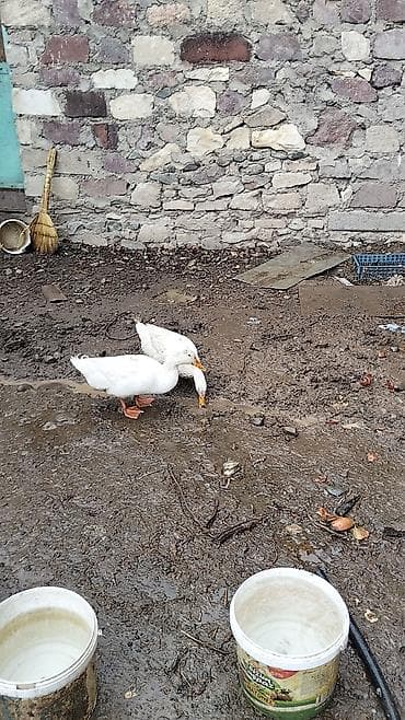 Gəmiricilər: Dişi, Damazlıq, Ünvandan götürmə — 3