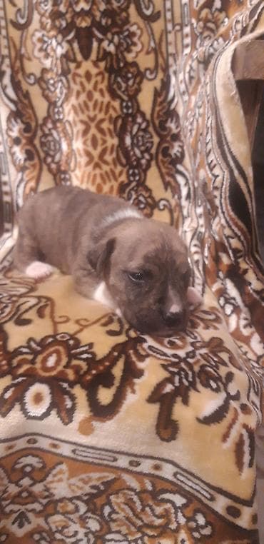 ağ haski: Pitbul — 7