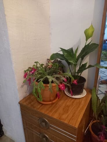 atatürk gülü qiymeti: İç məkan üçün canlı dekorativ güllər və sukulentlər - Amaryllis — 2