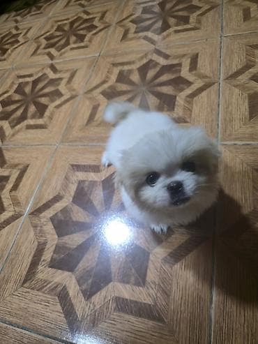 xaski satilir: Pekines, 2 ay, Dişi — 7