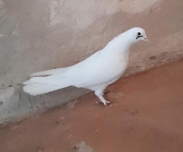 göyərçin şəkli: Tutulma erkey oynag quwdu unvan suraxani — 1