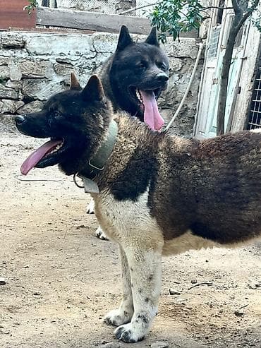 heyvan seksi.com: Akita-inu — 2
