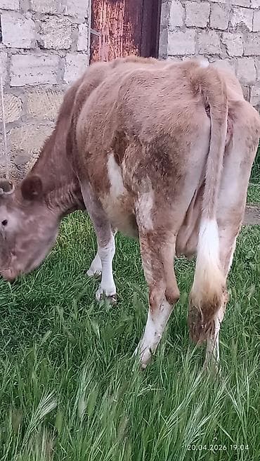 inəklər: Simental tipli dişi inək - Rəng: açıq-qəhvəyi və ağ ləkəli - Sağım — 2