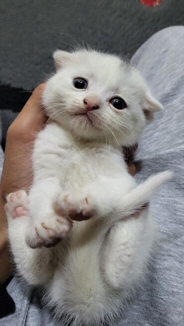 pişik tualet: Şotland yastı qulaq — 5