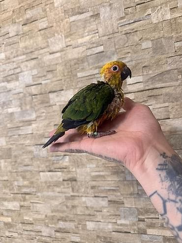 Tutuquşları: Aratinka papauqayi. Conur tutuqusu. Turkiyeden zakazla — 6