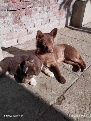 itlərin cütləşmə vaxtı: 2 ay, Dişi, Peyvəndli, Ünvandan götürmə — 5