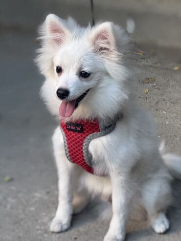 отдам в добрые руки шпица: Шпиц, 4 месяца, Самец — 8