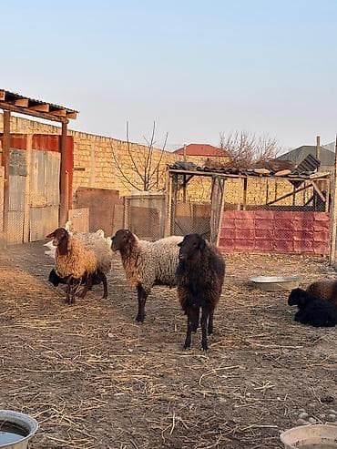 Quşlar: Qiymət razılaşma ilə
1ci 2ci qarın anadılar — 7