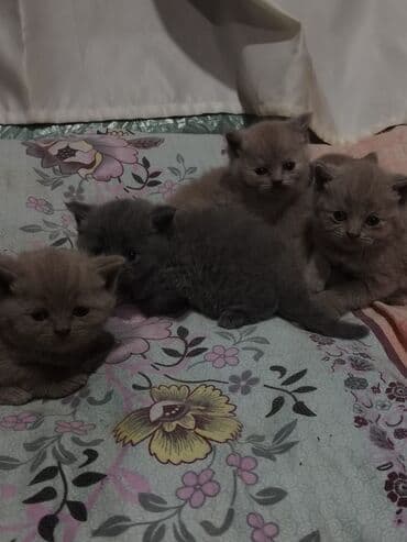 pişik cutləşdirmə: Şotland, Erkək, Dişi, Yaxşı əllərə, Ünvandan götürmə — 7
