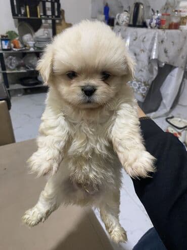 zvonok it satışı: Pekines — 2