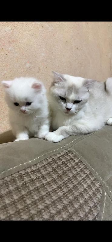 Ağ, uzun tüklü balaca pişik balaları - Növ: Ev pişiyi (uzun tüklü, ağ