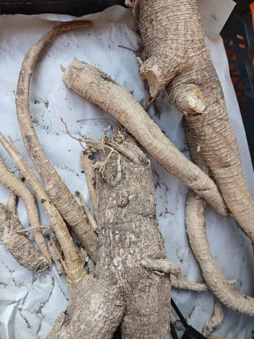 İçkilər: Məhsul: Təzə yeradamı/adam tipli iri kök bitkiləri (xren – hoseradish — 2