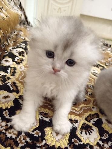 Akvariumlar: Cins: uzun tüklü, boz-krem rəng çalarlarında balaca pişik balaları — 2