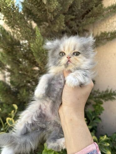 золотая шиншилла котенок: Fars — 4