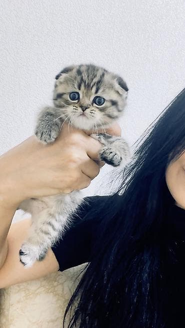 pisik adlari rusca: Şirin balaca pişiklər – uzun tüklü, yuvarlaq üzlü və iri mavi/boz — 4