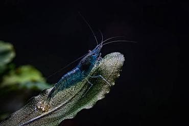 Quşlar: Akvaryum üçün dekorativ krivetqa – rəngli Neocaridina növləri. 10 — 7