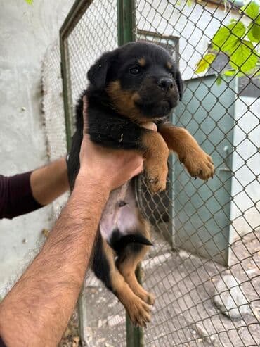 Rotveyler, 2 ay, Dişi, Peyvəndli, Ünvandan götürmə lalafo.az -da Rotveyler, 2 ay, Dişi, Peyvəndli, Ünvandan götürmə