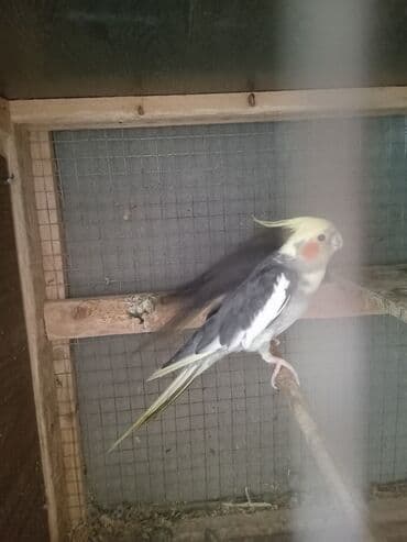 qiz it adlari: Korellla papuqayları cütdülər sarıbaş ərkeydi boz dişidi tam sağlam — 3