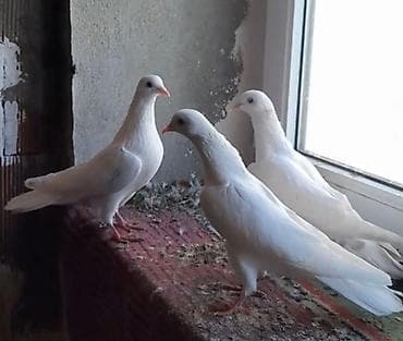 5 manatdan 3 dene tutulma var istiyen olsa vatsapa yazar vidyosunu