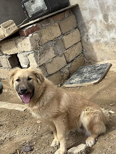 Qafqaz çoban iti, 6 ay, Dişi, Peyvəndli, Ünvandan götürmə