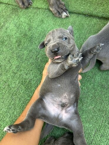 кане корсо цена: Kane-Korso, 1 ay, Erkek, Sənədli, Ünvandan götürmə — 5