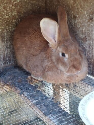 Inəklər, öküzlər: Nzk . kaliforniya. nimes piosder. rekis xəz-dəri cinc — 2