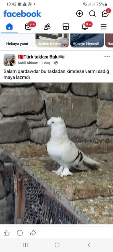 goyercinle: Salam.diqqətlə oxu sonra yaz.hübkariler biri 20 və 30 azn.şişmanlar — 7