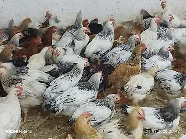 3 aylıq lider 55 çolpalar satılır,çekileri 1kq 5002 kq.Qiymeti 7