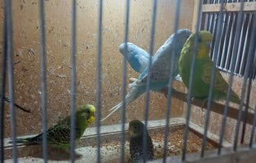 Say çoxdur. gel seç istedin quşu al ünvan Hövsan. şeklini şeç yeni