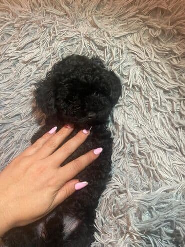 pudel bala: Pudel, 2 ay, Erkek — 1