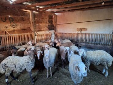 cücə yem qabı: 13dənə erkək quzdu kök heyvanardı heyvanlar sumqaydadı isdiyən olsa — 2