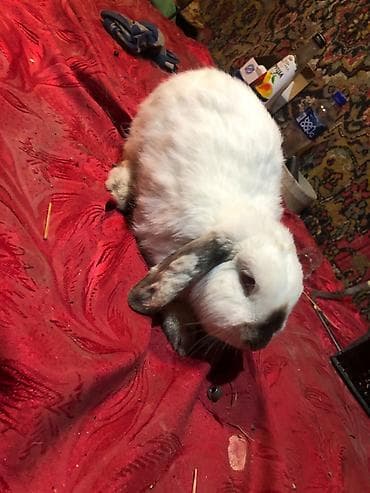 Mini lop ev dovşanları 1 ədədi 25 m erkekdilər - Növ: Mini lop (aşağı