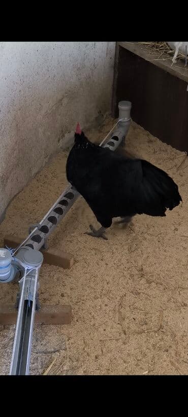 cuce ve xoruz temsil: 🐓 Cavan əsl damazlıq çox aktiv avstrolorp xoruz satıram tam sağlam iri — 7