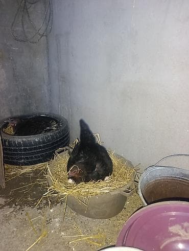 gərəf quşu: Kurt heyrati-avstralorp toyuqu satilir. Altinda 15 yumurta var — 1
