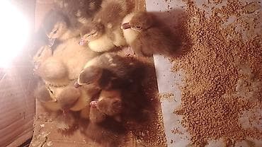 Pişiklər: Krasnadar .Macar lavanda ördek balasi — 3