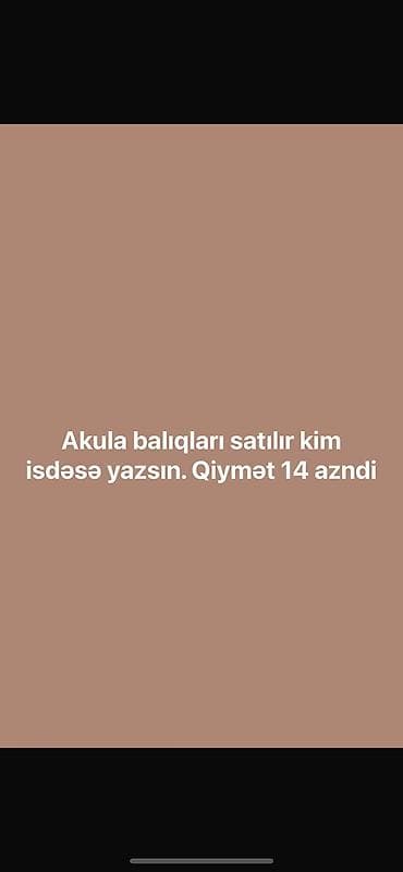 Akula balığı, Yırtıcı, Ünvandan götürmə, Ödənişli çatdırılma