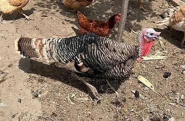 hind guşu: Dişi, Damazlıq — 1