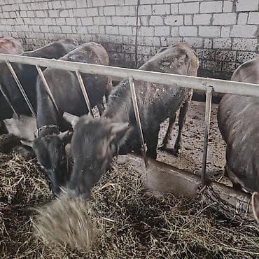 iri buynuzlu: ELANI DİQQƏTLİ OXUYUN Ferma işi axtarıram 1200 olsa yaxşı olar maisi — 1