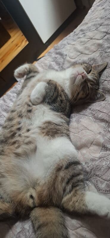 xaski iti qiymeti: Erkək — 6