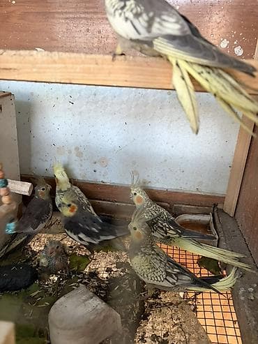 əbabil quşu: Hem erkek hem diwi papuqaylardi.cutu 50manata — 3