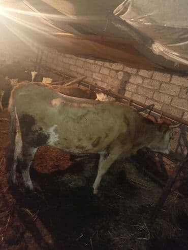simental inek qiymeti: Dişi, il: 1, 140 kq, Ətlik, Ünvandan götürmə — 1